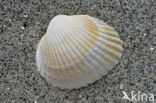 Common Cockle (Cerastoderma edule)