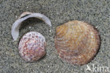 Gewone Marmerschelp (Glycymeris glycymeris glycymeris)