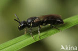 Gewone maskerbij (Hylaeus communis)