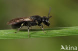 Gewone maskerbij (Hylaeus communis)