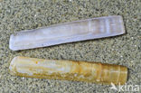 Grooved Razor (Solen marginatus)