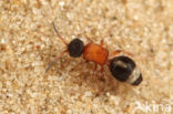Small Velvet Ant (Smicromyrme rufipes)