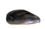 Gewone Mossel (Mytilus edulis)