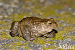 Gewone pad (Bufo bufo)