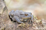 Gewone pad (Bufo bufo)