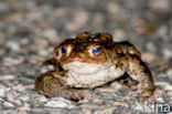 Gewone pad (Bufo bufo)