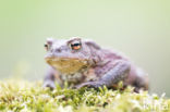 Gewone pad (Bufo bufo)