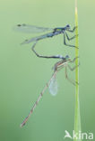 Gewone pantserjuffer (Lestes sponsa)