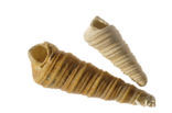 Auger (Turritella communis)