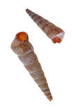Auger (Turritella communis)