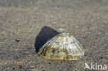 Common Limpet (Patella vulgata)