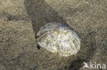 Common Limpet (Patella vulgata)