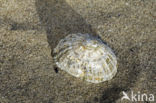 Gewone Schaalhoren (Patella vulgata)