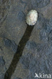 Common Limpet (Patella vulgata)
