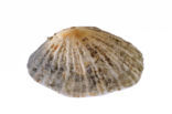 Common Limpet (Patella vulgata)