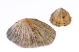 Common Limpet (Patella vulgata)
