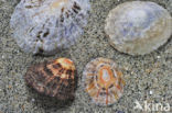 Common Limpet (Patella vulgata)