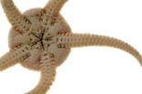 Brittle star (Ophiura ophiura)