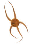 Brittle star (Ophiura ophiura)