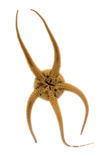 Brittle star (Ophiura ophiura)