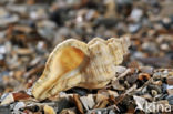 Sting-winkle (Ocenebra erinacea)