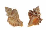 Sting-winkle (Ocenebra erinacea)