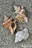Sting-winkle (Ocenebra erinacea)