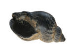 Common Whelk (Buccinum undatum)