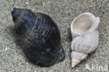 Common Whelk (Buccinum undatum)