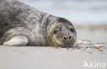 Grijze zeehond