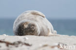 Grijze zeehond