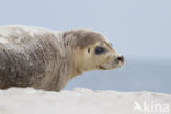 Gewone zeehond (Phoca vitulina)