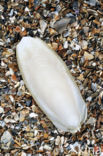 Common Cuttlefish (Sepia officinalis)