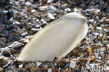 Common Cuttlefish (Sepia officinalis)