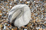 Common heart urchin (Echinocardium cordatum)