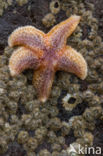 Common starfish (Asterias rubens)