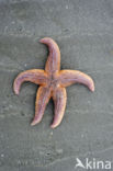 Common starfish (Asterias rubens)