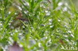 Broom Fork-moss (Dicranum scoparium)