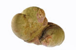 Gewoon Muiltje (Crepidula fornicata)