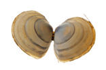 Gewoon Nonnetje (Macoma balthica)