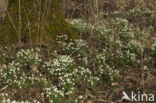 Gewoon sneeuwklokje (Galanthus nivalis)