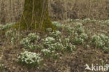 Common Snowdrop (Galanthus nivalis)