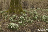 Gewoon sneeuwklokje (Galanthus nivalis)