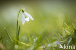 Gewoon sneeuwklokje (Galanthus nivalis)