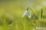 Common Snowdrop (Galanthus nivalis)