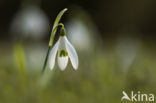 Gewoon sneeuwklokje (Galanthus nivalis)