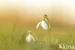 Gewoon sneeuwklokje (Galanthus nivalis)