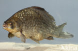 Giebel (Carassius auratus gibelio)