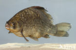 Gibel carp (Carassius auratus gibelio)