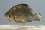 Gibel carp (Carassius auratus gibelio)